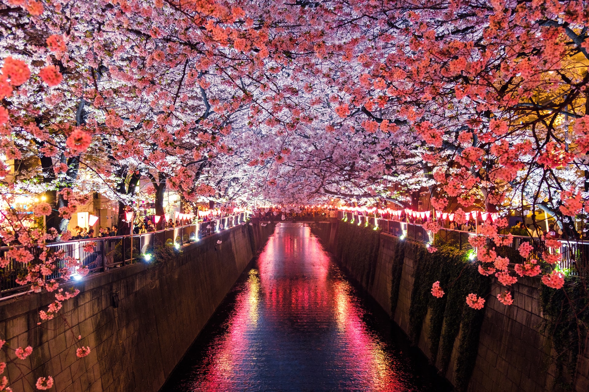 Kirschblte Japan.jpg